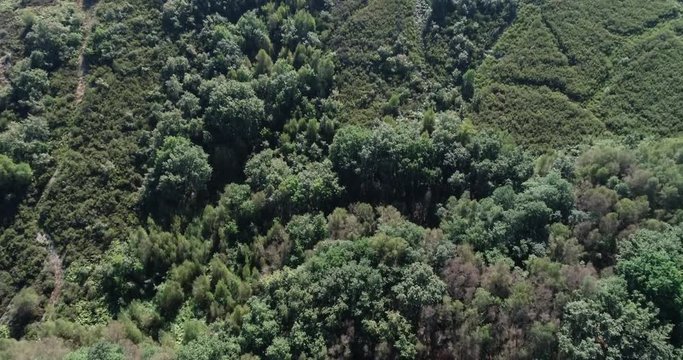 Bosque gallego en las monta&ntilde;as de A Limia, Ourense. Galicia. Espa&ntilde;a.