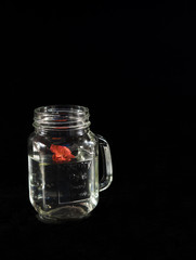 Small red flower in glass jar at black background, studio photography