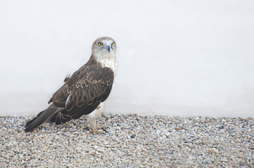 Short-toed snake eagle (Circaetus gallicus) en un centro de rescate.
