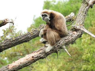 Little Gibbon monkey thinking on the tree