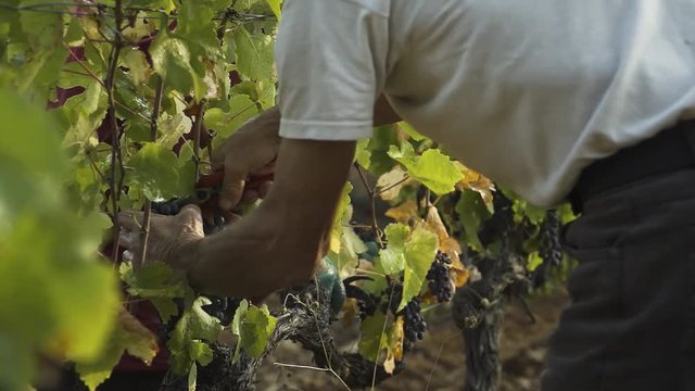 Old man harvesting grapes by hand in south of France