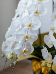 白い胡蝶蘭のクローズアップ