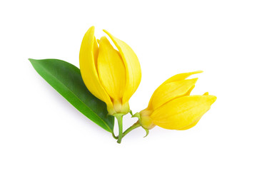 Top view Ylang-Ylang flower,Yellow fragrant flower on white background