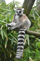 lemure visto in primo piano