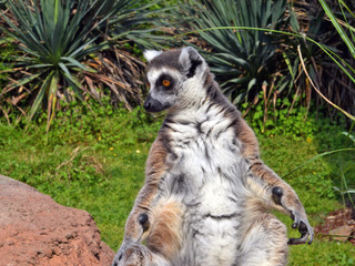 Fototapeta premium lemure visto in primo piano