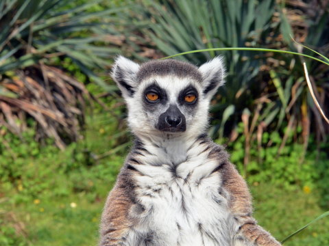 lemure visto in primo piano