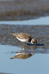 Ringed Plover (Charadrius hiaticula).