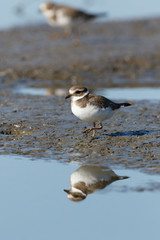 Ringed Plover (Charadrius hiaticula).