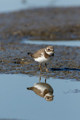 Ringed Plover (Charadrius hiaticula).