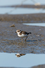 Ringed Plover (Charadrius hiaticula).