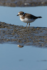 Ringed Plover (Charadrius hiaticula).
