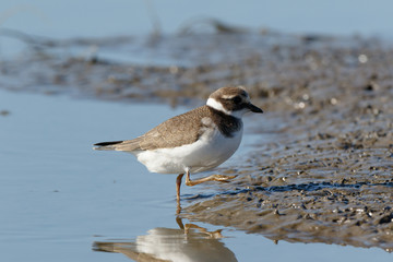 Ringed Plover (Charadrius hiaticula).