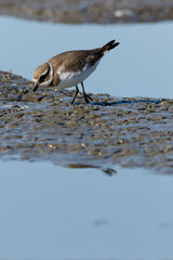 Ringed Plover (Charadrius hiaticula).