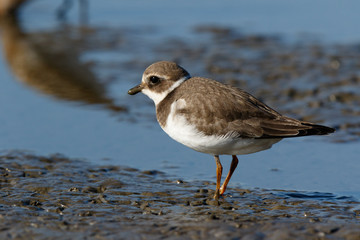 Ringed Plover (Charadrius hiaticula).