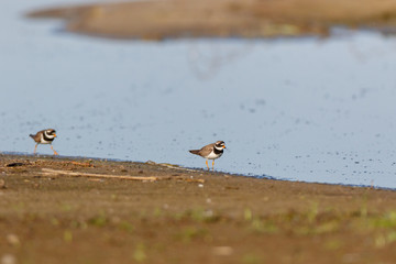 Ringed Plover (Charadrius hiaticula).