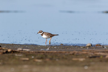Ringed Plover (Charadrius hiaticula).