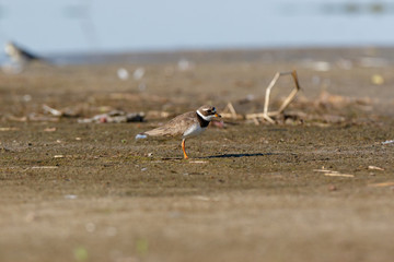 Ringed Plover (Charadrius hiaticula).