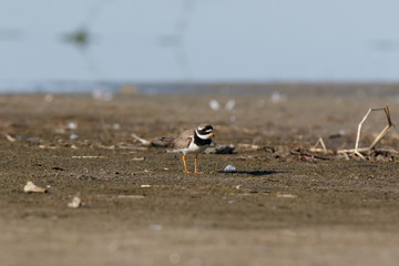 Ringed Plover (Charadrius hiaticula).