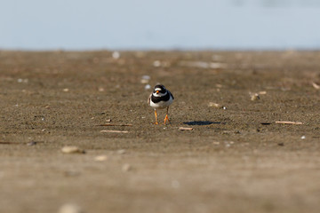 Ringed Plover (Charadrius hiaticula).