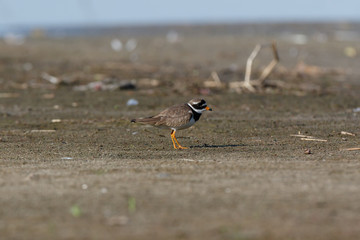 Ringed Plover (Charadrius hiaticula).