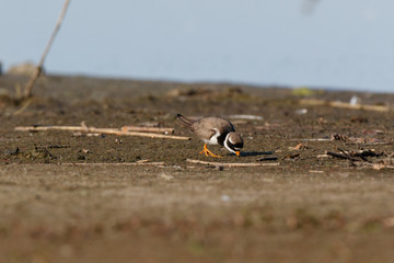 Ringed Plover (Charadrius hiaticula).
