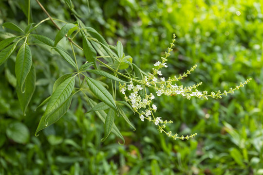 Vitex negundo (Chinese chaste tree, five-leaved chaste tree, horseshoe vitex) small white flowers in garden