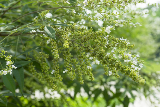 Vitex negundo (Chinese chaste tree, five-leaved chaste tree, horseshoe vitex) small white flowers in garden