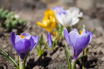 Colorful crocus flowers on the spring sunny day