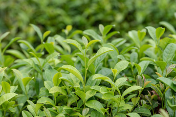 お茶の木の葉