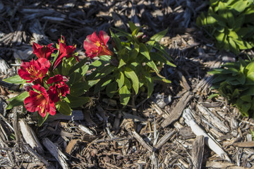 Red and Yellow Freesia Offset Left in a Pile of Wood Chips in San Diego, California, USA