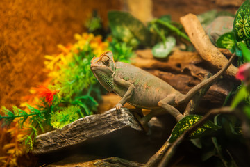  a curious chameleon looks around