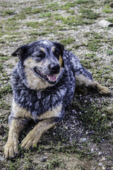 Australian Cattle Dog Smiling while Working on a Ranch