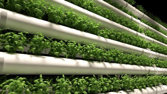 Green plants on shelves. Endless rows of pots with young fresh plants growing.4K