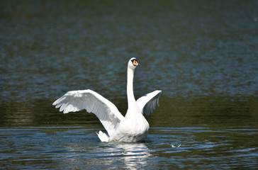 Fototapeta premium Flapping Swan on a Lake