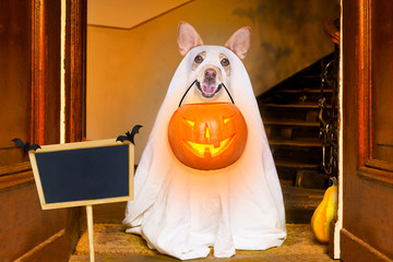 halloween  ghost  dog trick or treat