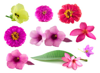 Isolated flowers on the white background. It is a colorful of flower from Thailand.