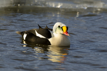 Eider à tête grise,.Somateria spectabilis, King Eider