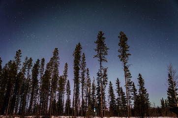 Winter forest sky