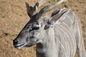 Close up of a kudu
