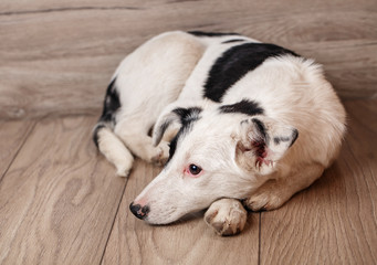 A black and white dog is waiting for his owner. The problem of homeless animals.