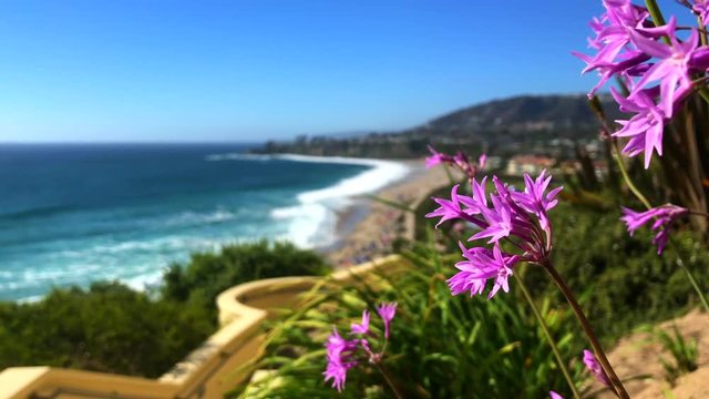 A view of Monarch Bay Beach from the Ritz-Carlton Hotel in Laguna Niguel, purplepink flowers in the foreground, beach in the background, clear sunny sky.
