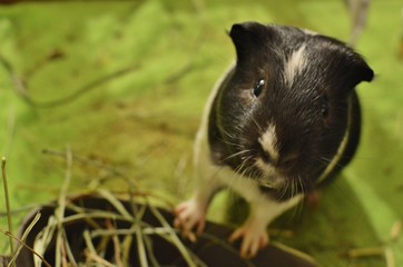 Cute Guinea Pigs Eating Hay Grass Small Rodent Pets Domestic
