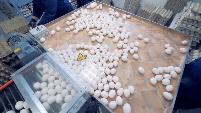Three workers put eggs into packages, top view.
