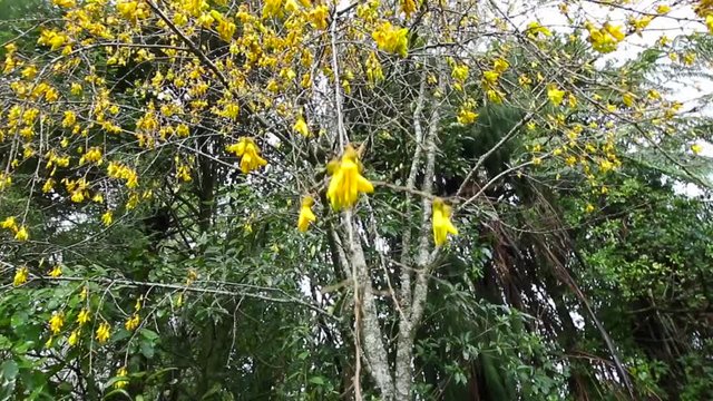 Weeping tree in full yellow bloom, on the edge of the forest. Pan down.