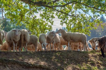 Pack of sheep close together being lead by a sheepherder