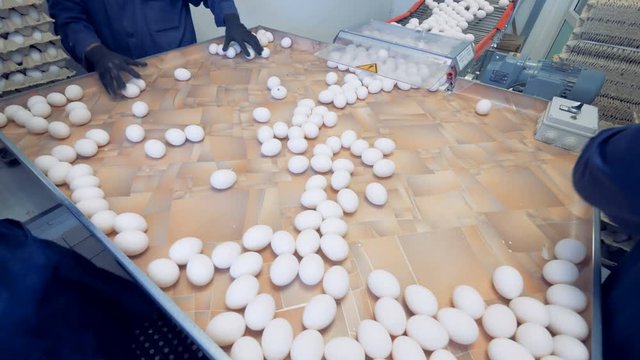 Timelapse: Eggs packing process at a poultry farm, close up.