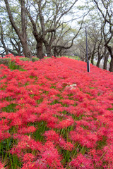 A cluster amaryllis at Gongendo Park in Satte City, Saitama Prefecture, Japan