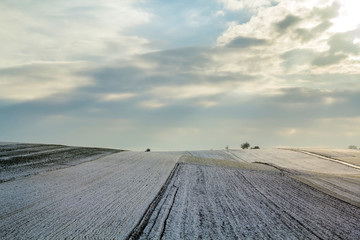 Sunrise over winter green field. Rural landscape.