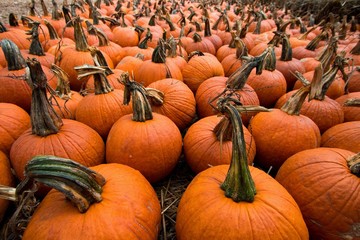 Field of Pumpkins