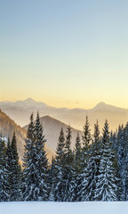 Obraz premium Beautiful winter panorama. Landscape with spruce pine trees, blue sky with sun light and high Carpathian mountains on background.